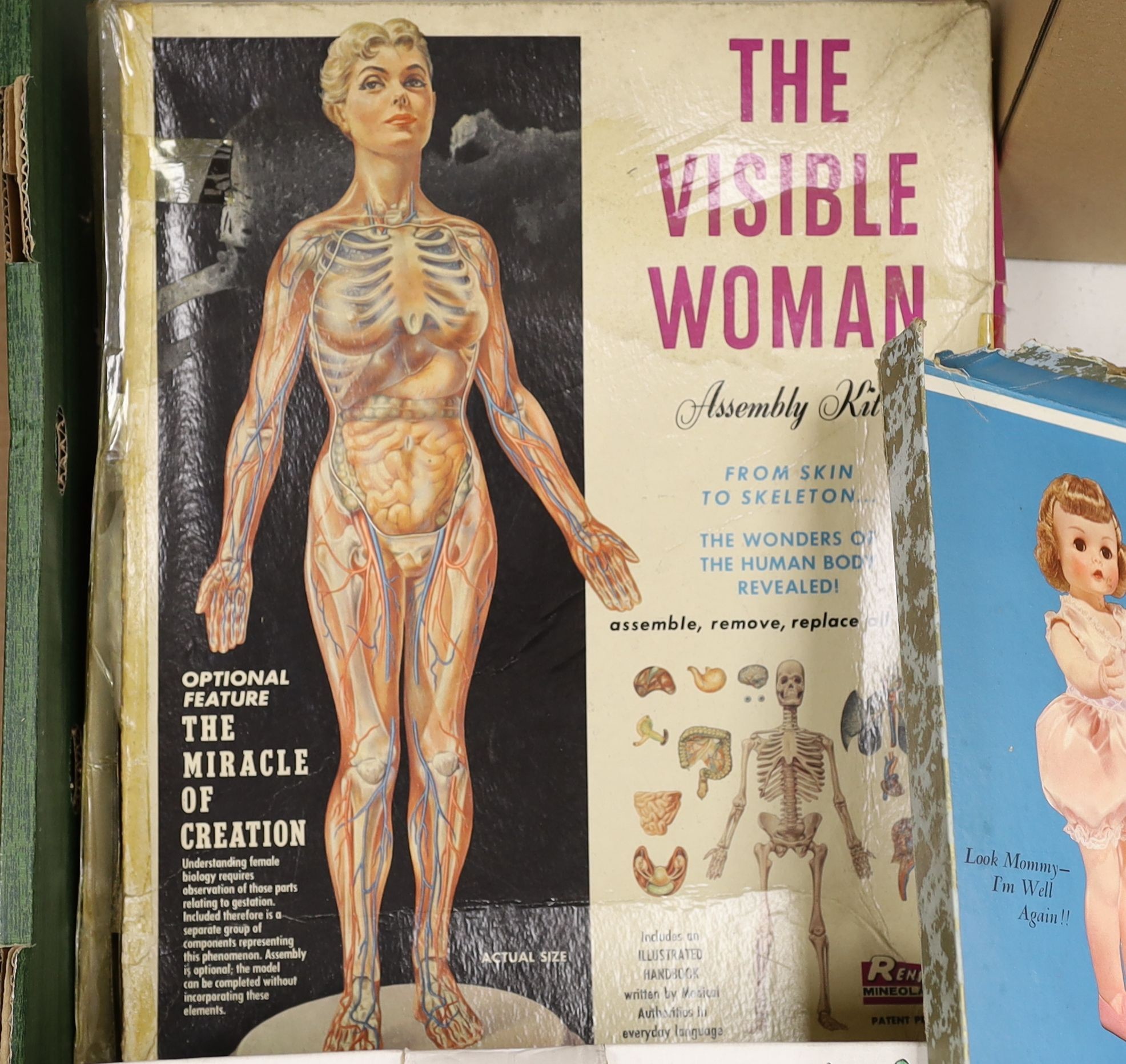 Three boxed dolls, The Visible Women and Cindy with cased clothes